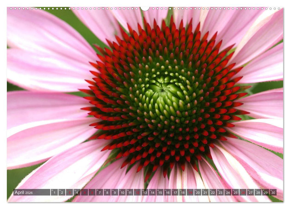 Sonnenhut im Garten (CALVENDO Wandkalender 2026)