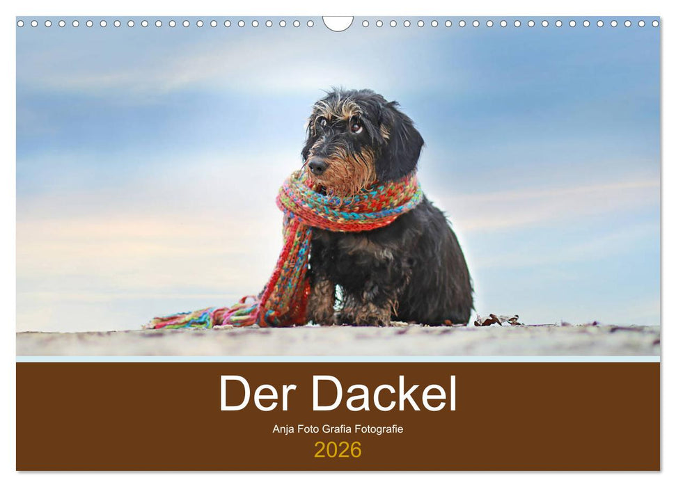 Der Dackel (CALVENDO Wandkalender 2026)
