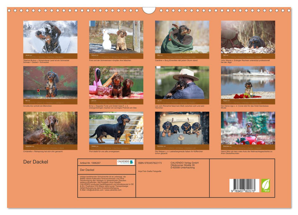 Der Dackel (CALVENDO Wandkalender 2026)