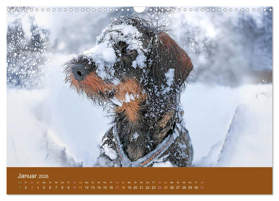 Der Dackel (CALVENDO Wandkalender 2026)