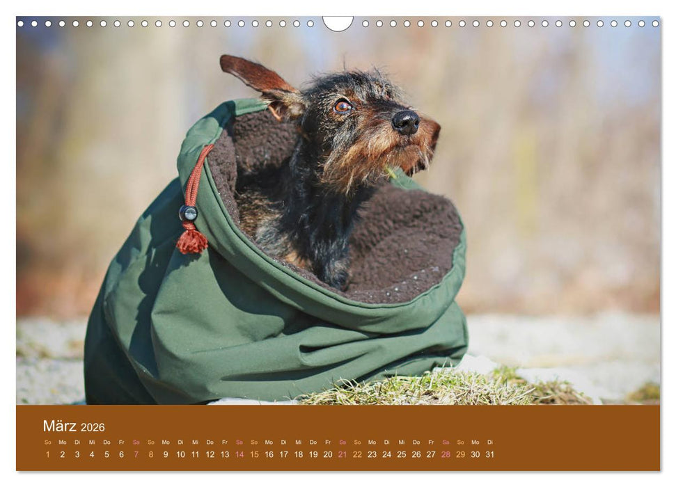 Der Dackel (CALVENDO Wandkalender 2026)
