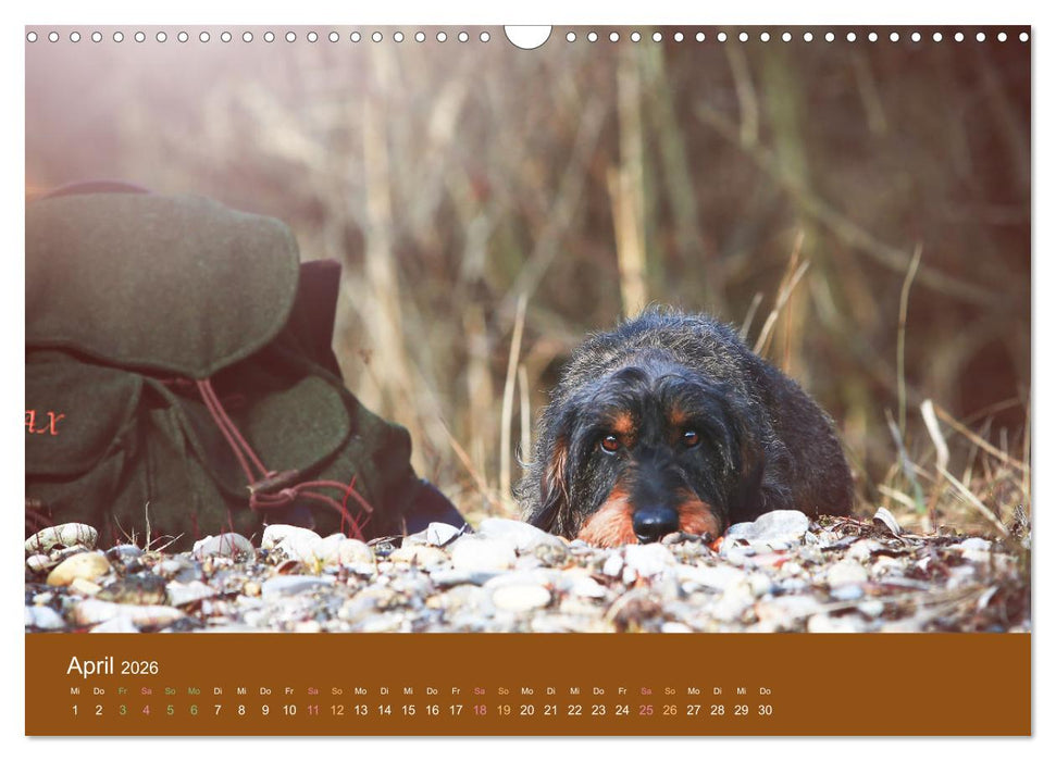 Der Dackel (CALVENDO Wandkalender 2026)