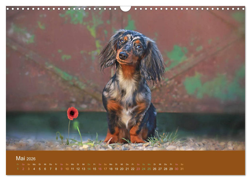 Der Dackel (CALVENDO Wandkalender 2026)