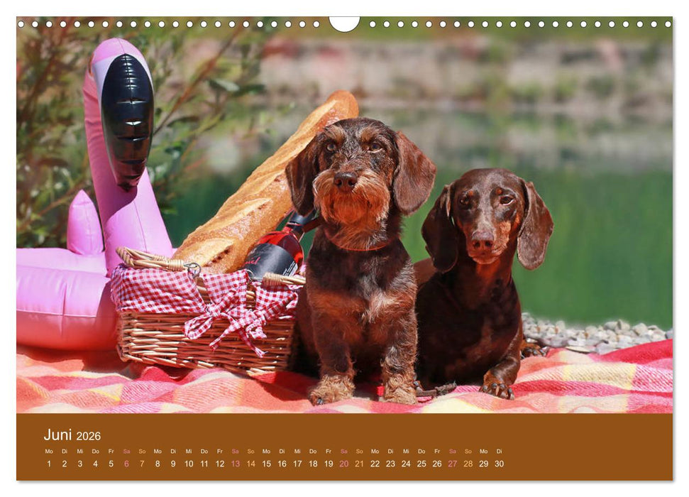 Der Dackel (CALVENDO Wandkalender 2026)