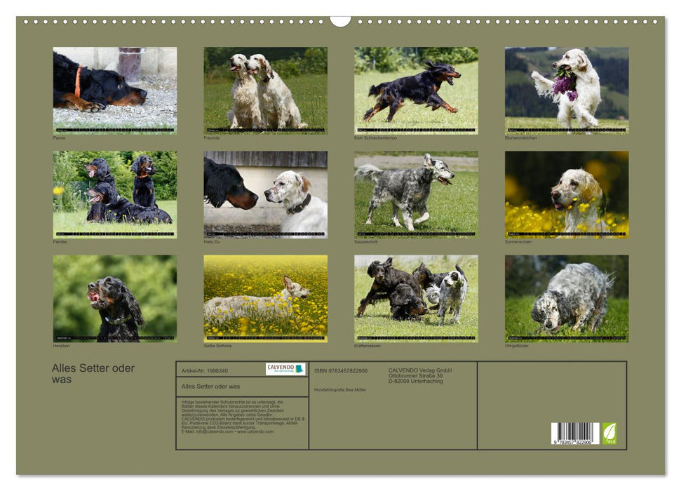 Alles Setter oder was (CALVENDO Wandkalender 2026)