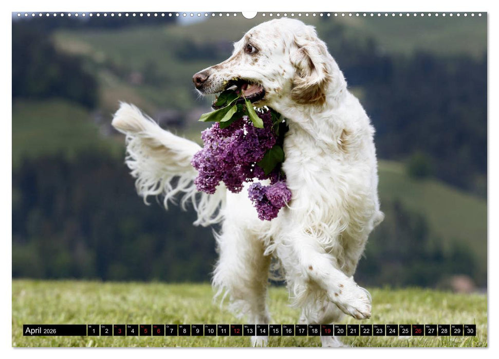 Alles Setter oder was (CALVENDO Wandkalender 2026)