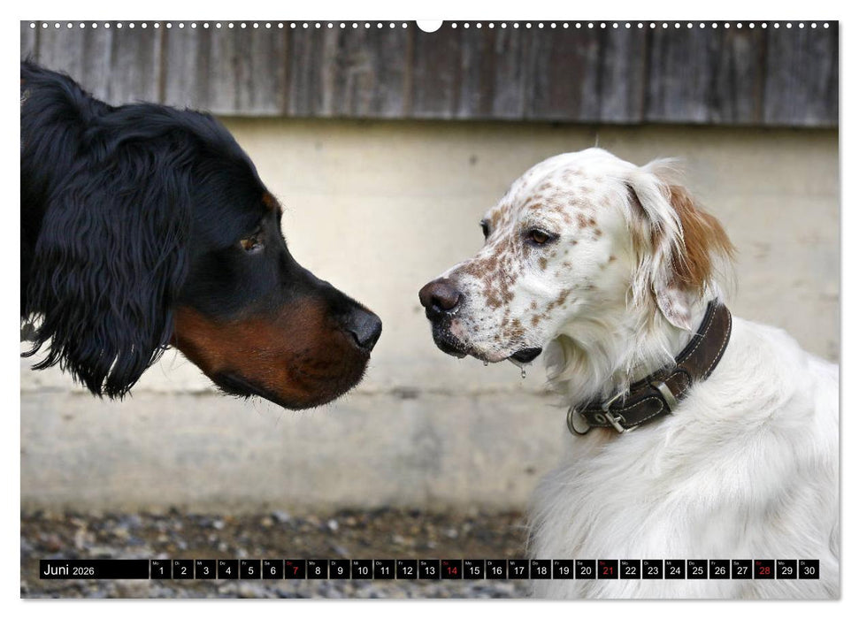 Alles Setter oder was (CALVENDO Wandkalender 2026)