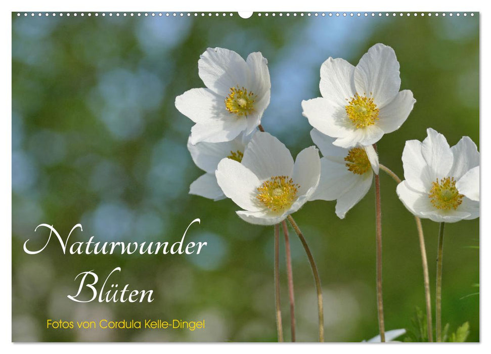 Naturwunder Blüten (CALVENDO Wandkalender 2026)