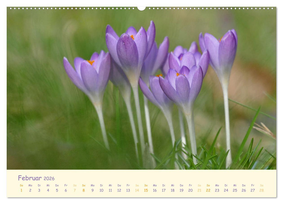 Naturwunder Blüten (CALVENDO Wandkalender 2026)