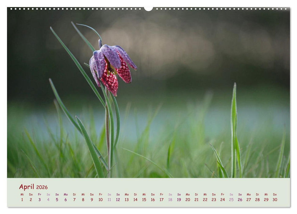 Naturwunder Blüten (CALVENDO Wandkalender 2026)