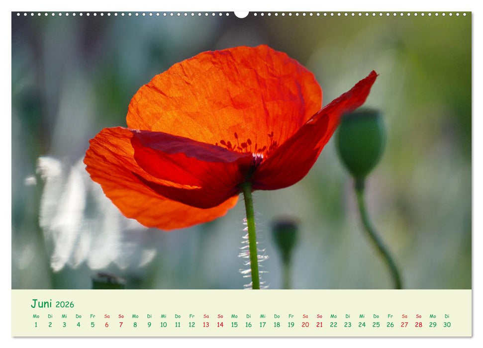 Naturwunder Blüten (CALVENDO Wandkalender 2026)