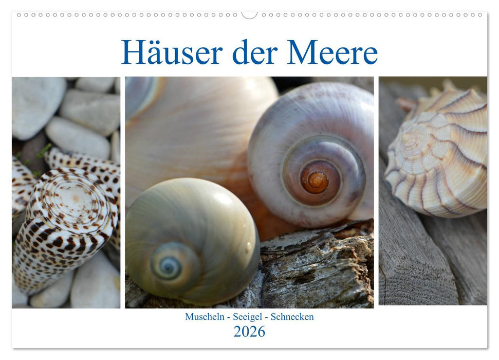 Häuser der Meere: Muscheln - Seeigel - Schnecken (CALVENDO Wandkalender 2026)