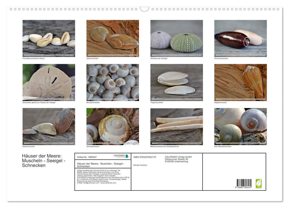 Häuser der Meere: Muscheln - Seeigel - Schnecken (CALVENDO Wandkalender 2026)