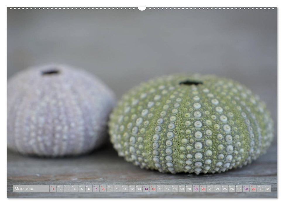 Häuser der Meere: Muscheln - Seeigel - Schnecken (CALVENDO Wandkalender 2026)