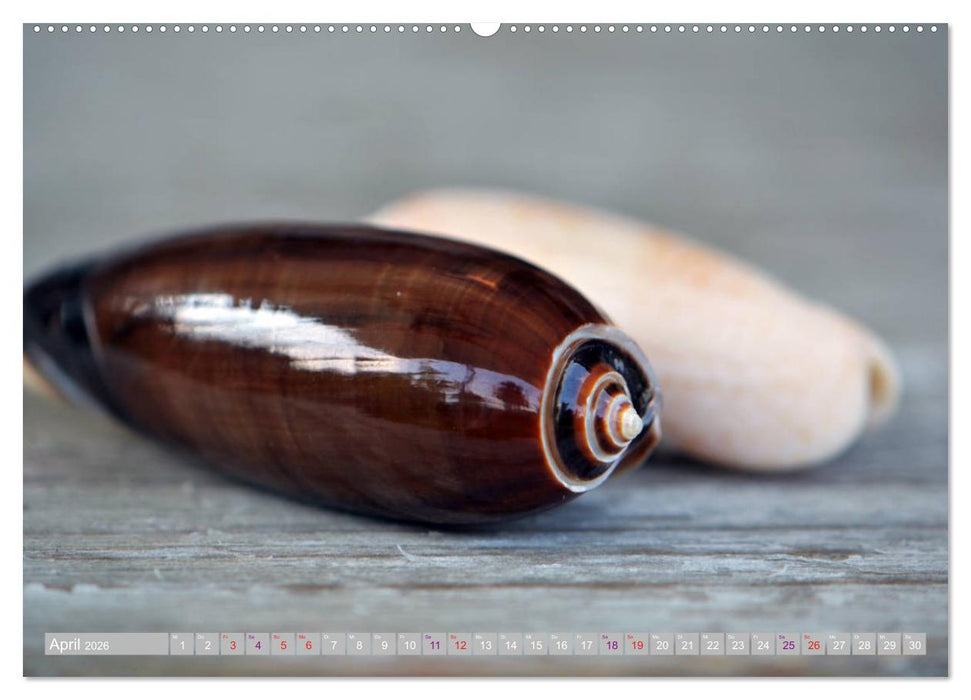 Häuser der Meere: Muscheln - Seeigel - Schnecken (CALVENDO Wandkalender 2026)
