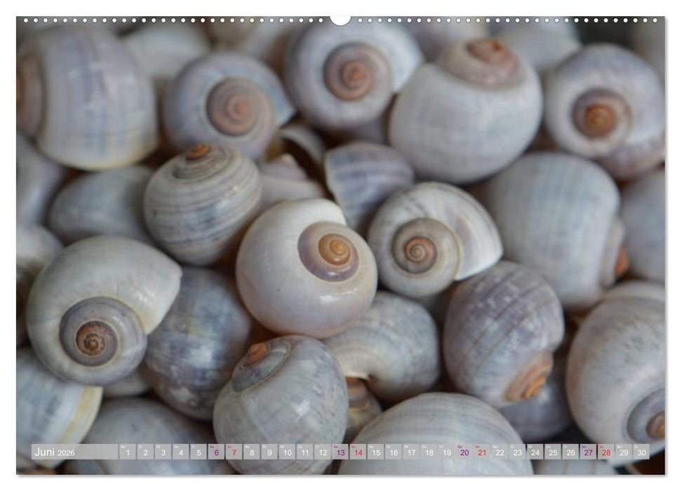 Häuser der Meere: Muscheln - Seeigel - Schnecken (CALVENDO Wandkalender 2026)