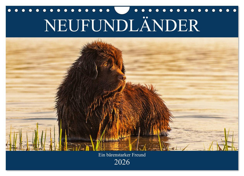 Neufundländer - Ein bärenstarker Freund (CALVENDO Wandkalender 2026)