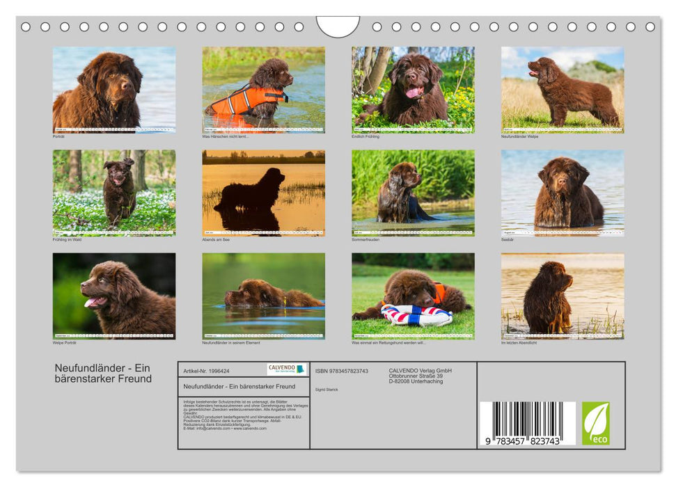 Neufundländer - Ein bärenstarker Freund (CALVENDO Wandkalender 2026)