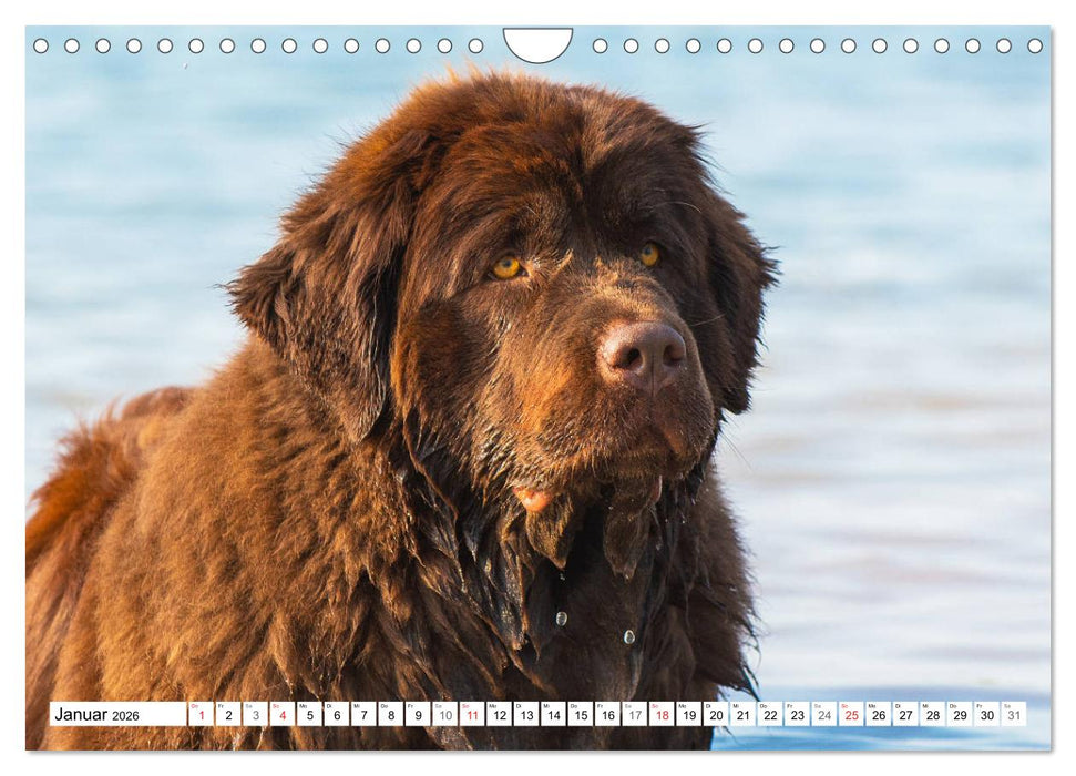 Neufundländer - Ein bärenstarker Freund (CALVENDO Wandkalender 2026)