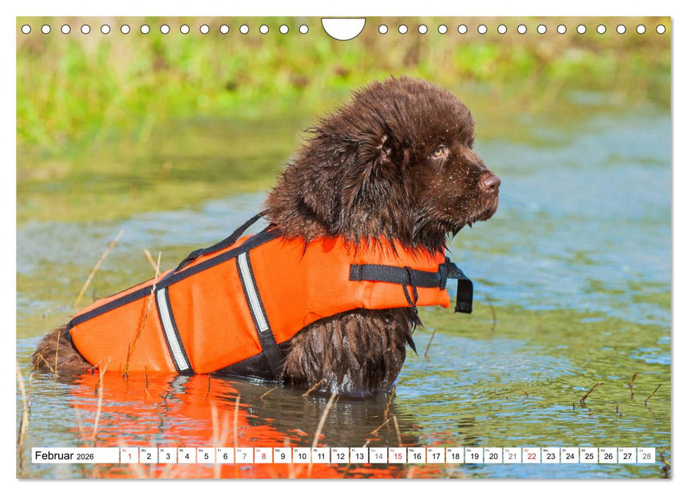 Neufundländer - Ein bärenstarker Freund (CALVENDO Wandkalender 2026)