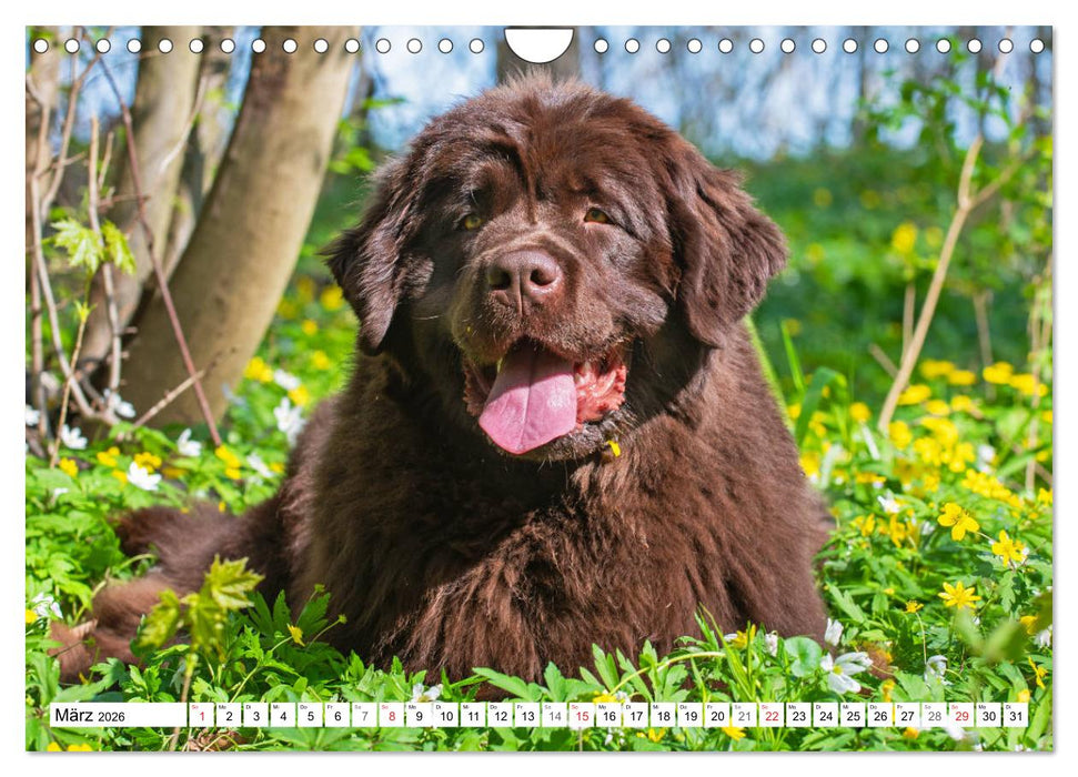 Neufundländer - Ein bärenstarker Freund (CALVENDO Wandkalender 2026)