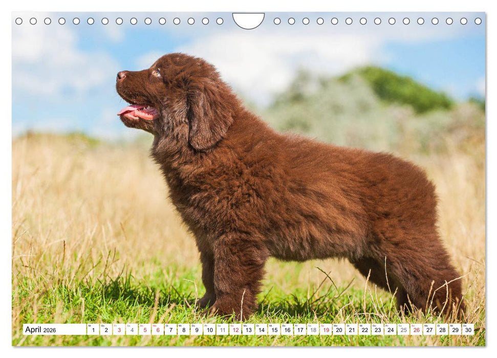 Neufundländer - Ein bärenstarker Freund (CALVENDO Wandkalender 2026)