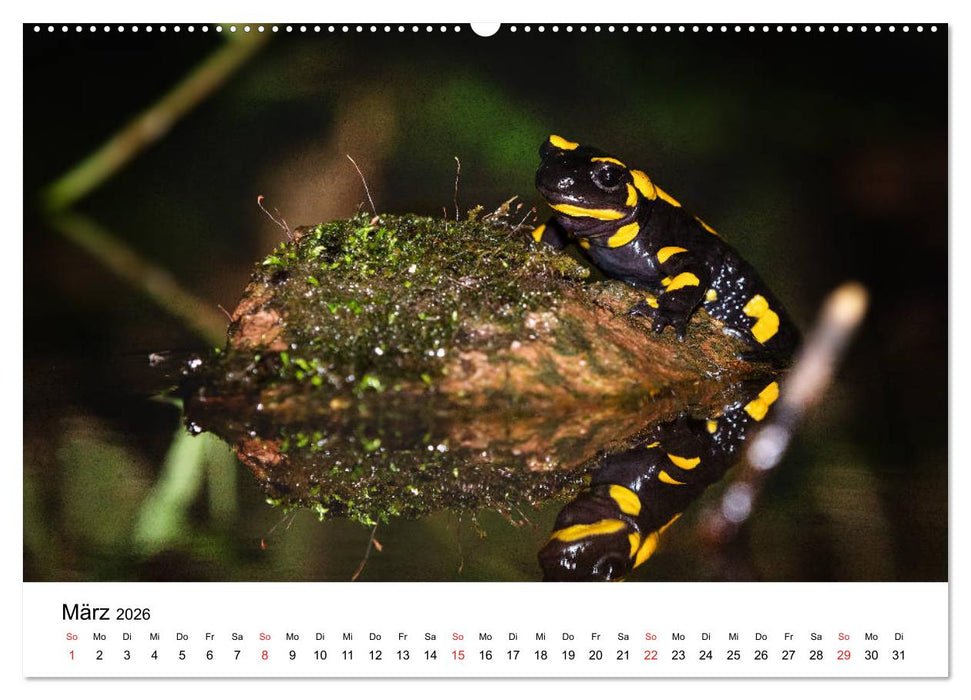 Unsere heimische Tierwelt (CALVENDO Wandkalender 2026)
