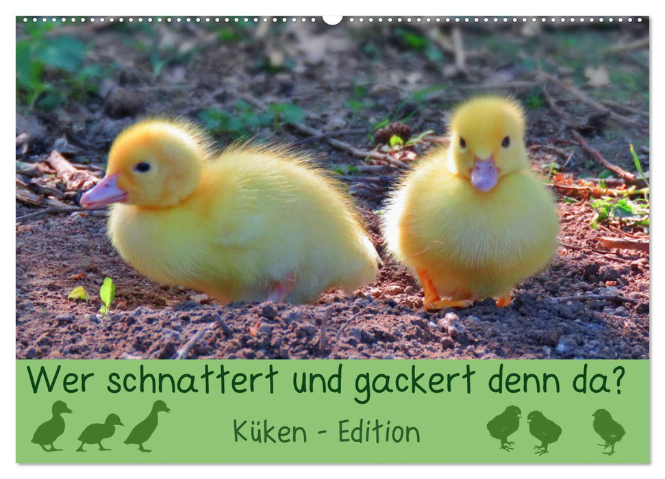 Wer schnattert und gackert denn da? - Küken-Edition (CALVENDO Wandkalender 2026)