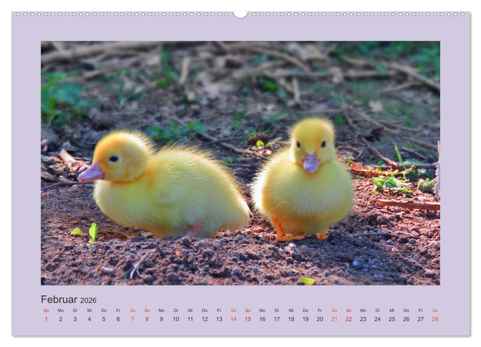 Wer schnattert und gackert denn da? - Küken-Edition (CALVENDO Wandkalender 2026)