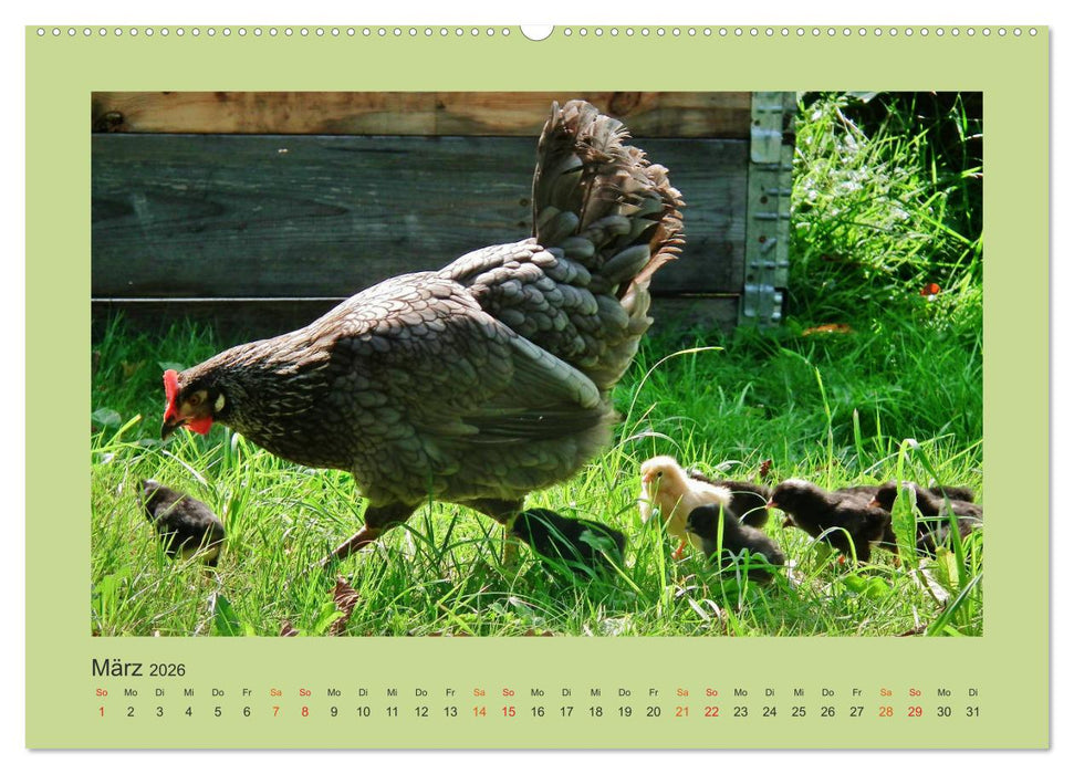 Wer schnattert und gackert denn da? - Küken-Edition (CALVENDO Wandkalender 2026)