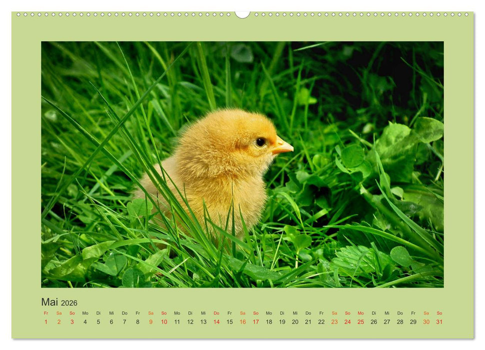 Wer schnattert und gackert denn da? - Küken-Edition (CALVENDO Wandkalender 2026)