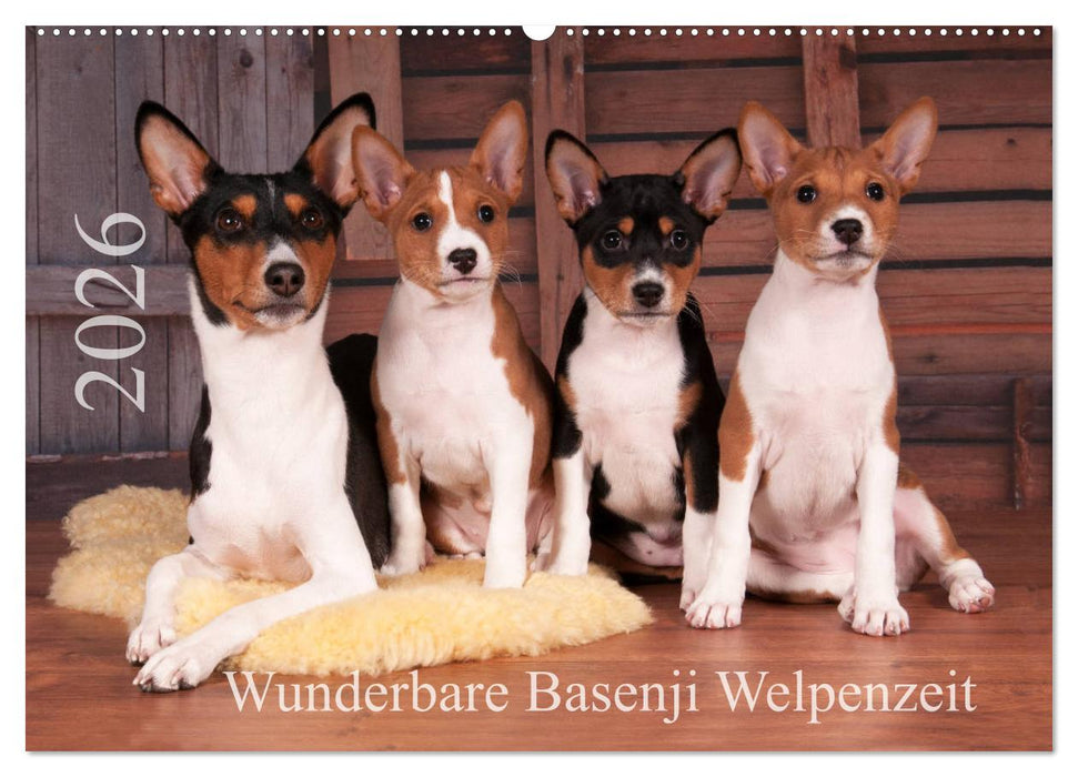 Wunderbare Basenji Welpenzeit (CALVENDO Wandkalender 2026)