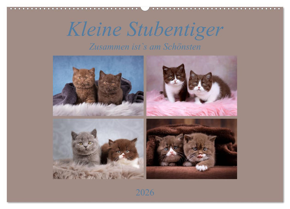 Kleine Stubenstiger (CALVENDO Wandkalender 2026)