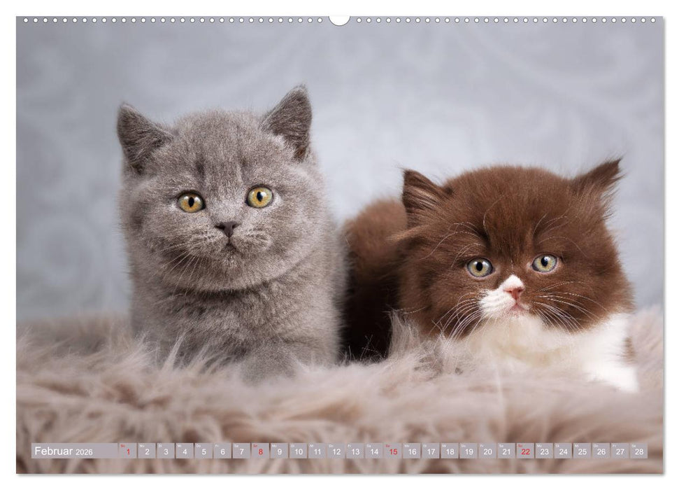 Kleine Stubenstiger (CALVENDO Wandkalender 2026)