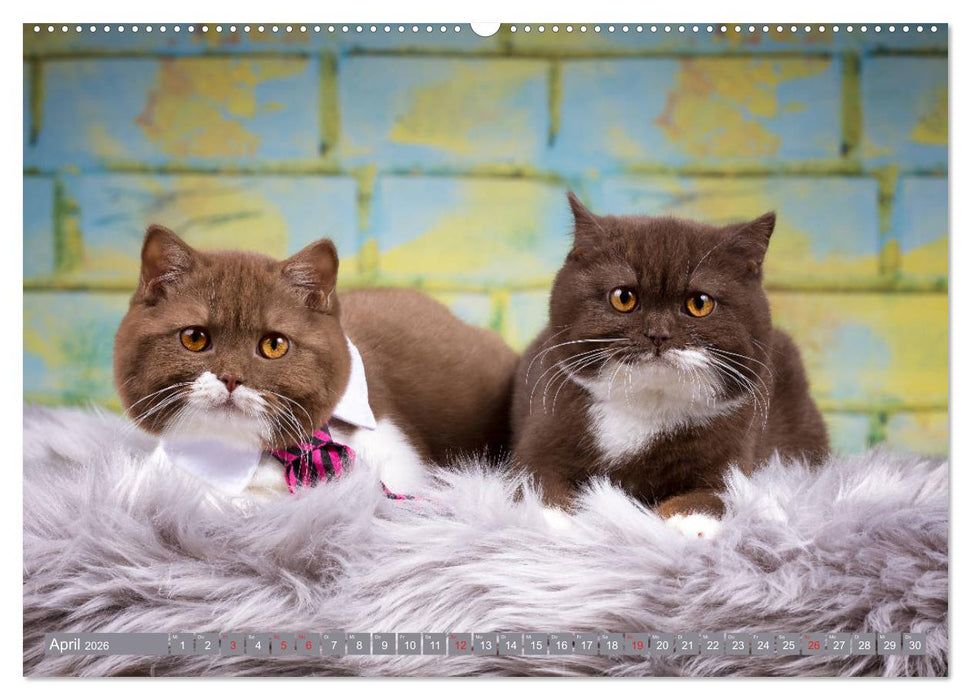 Kleine Stubenstiger (CALVENDO Wandkalender 2026)