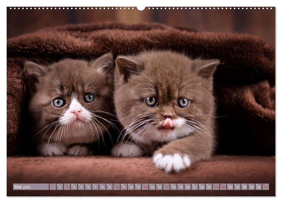 Kleine Stubenstiger (CALVENDO Wandkalender 2026)