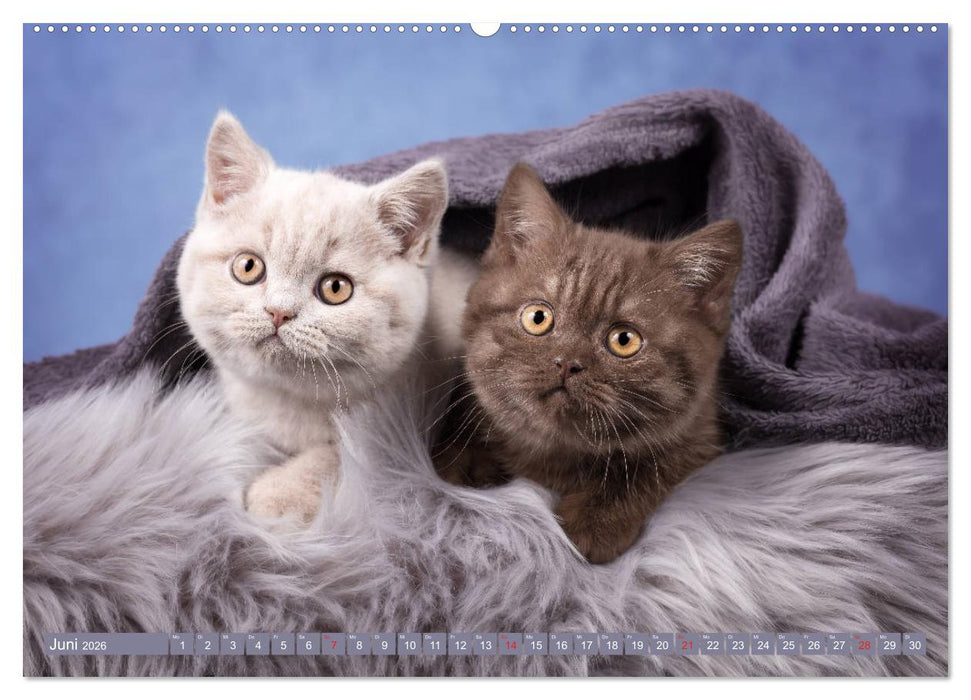 Kleine Stubenstiger (CALVENDO Wandkalender 2026)