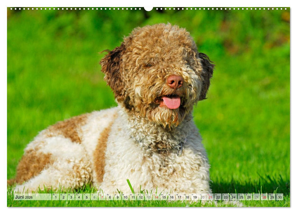 Lagotto Romagnolo - Ein Hund zum Verlieben (CALVENDO Wandkalender 2026)