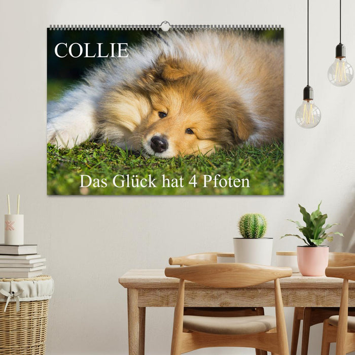 Collie - Das Glück hat 4 Pfoten (CALVENDO Wandkalender 2026)