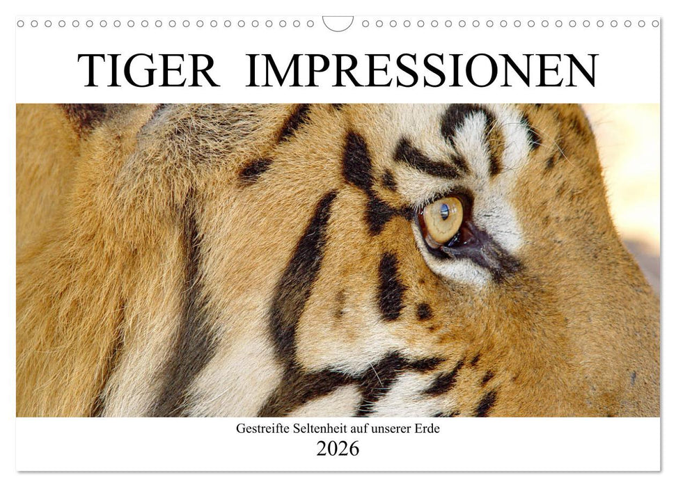 TIGER IMPRESSIONEN Gestreifte Seltenheit auf unserer Erde (CALVENDO Wandkalender 2026)