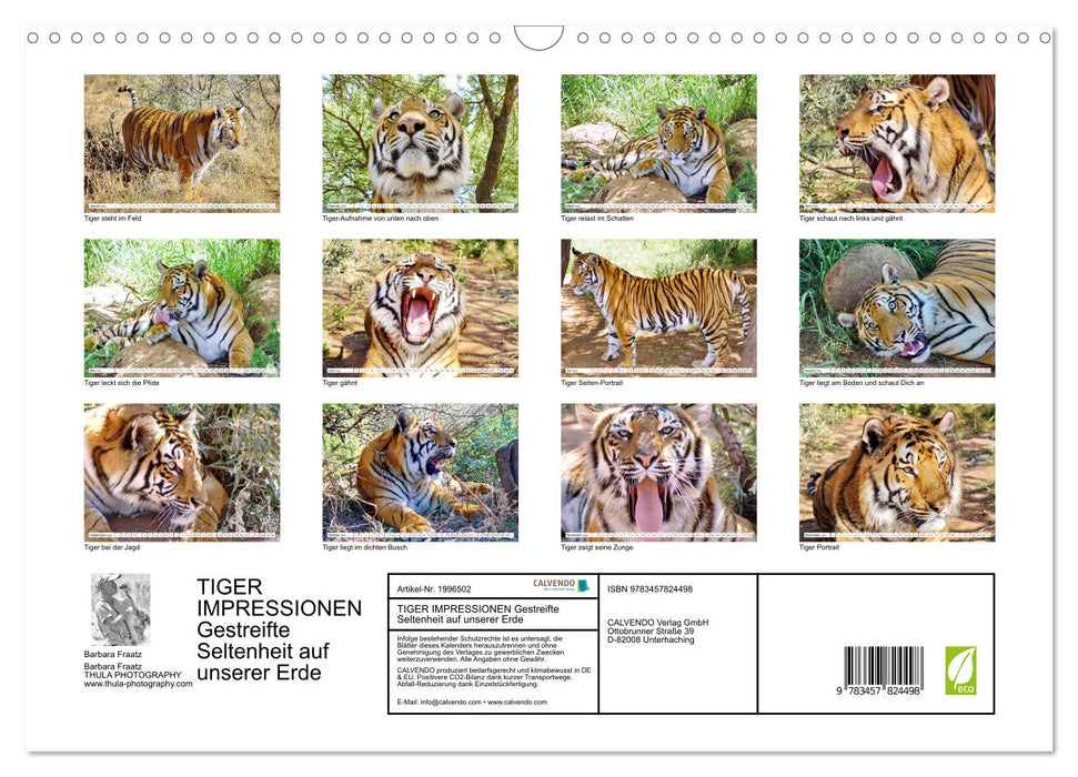 TIGER IMPRESSIONEN Gestreifte Seltenheit auf unserer Erde (CALVENDO Wandkalender 2026)