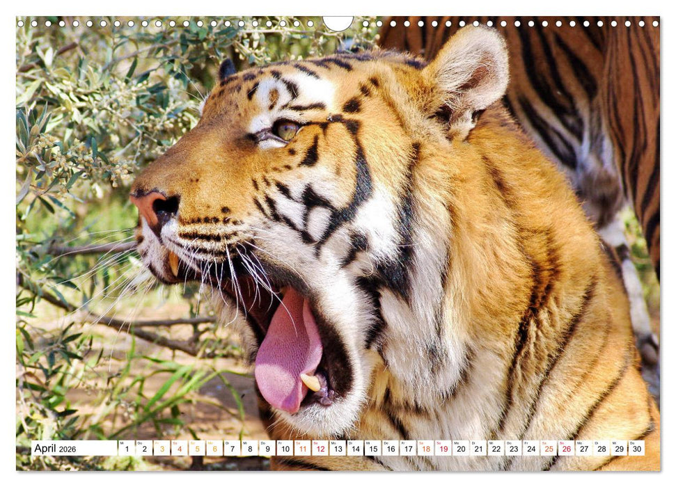 TIGER IMPRESSIONEN Gestreifte Seltenheit auf unserer Erde (CALVENDO Wandkalender 2026)
