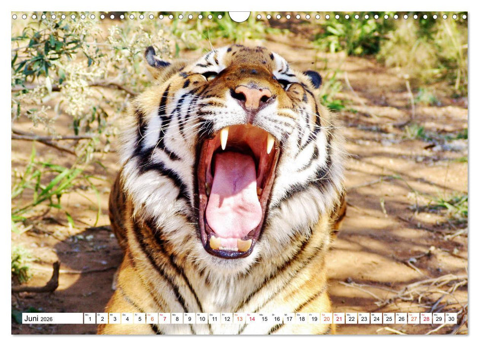 TIGER IMPRESSIONEN Gestreifte Seltenheit auf unserer Erde (CALVENDO Wandkalender 2026)