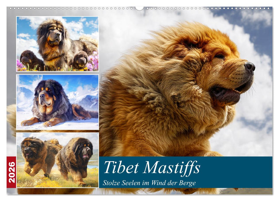 Tibet Mastiffs. Stolze Seelen im Wind der Berge (CALVENDO Wandkalender 2026)