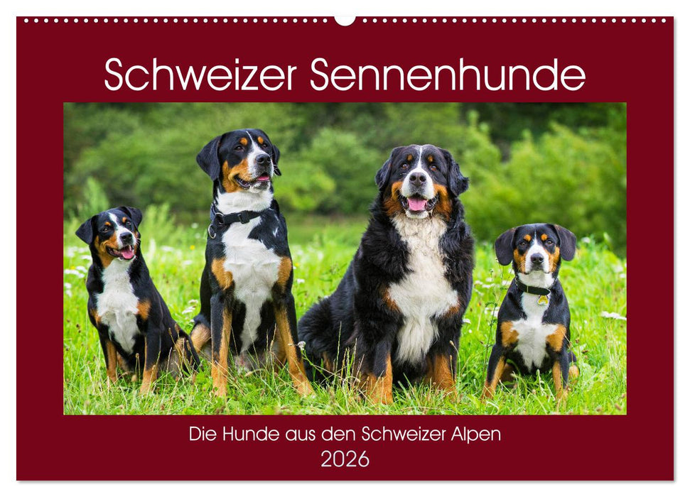 Schweizer Sennenhunde - die Hunde aus den Schweizer Alpen (CALVENDO Wandkalender 2026)