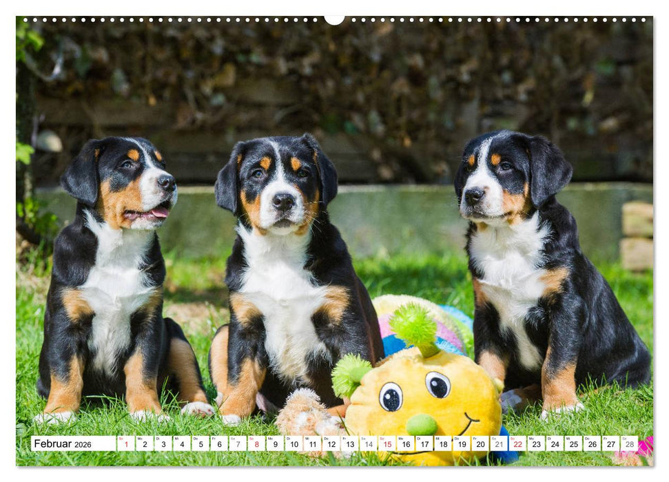 Schweizer Sennenhunde - die Hunde aus den Schweizer Alpen (CALVENDO Wandkalender 2026)