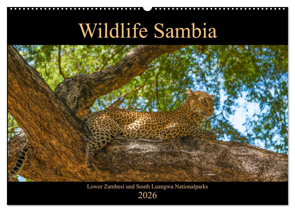Wildlife Sambia (CALVENDO Wandkalender 2026)