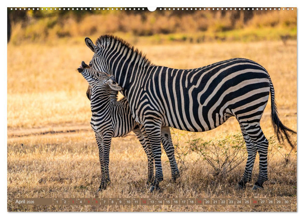 Wildlife Sambia (CALVENDO Wandkalender 2026)