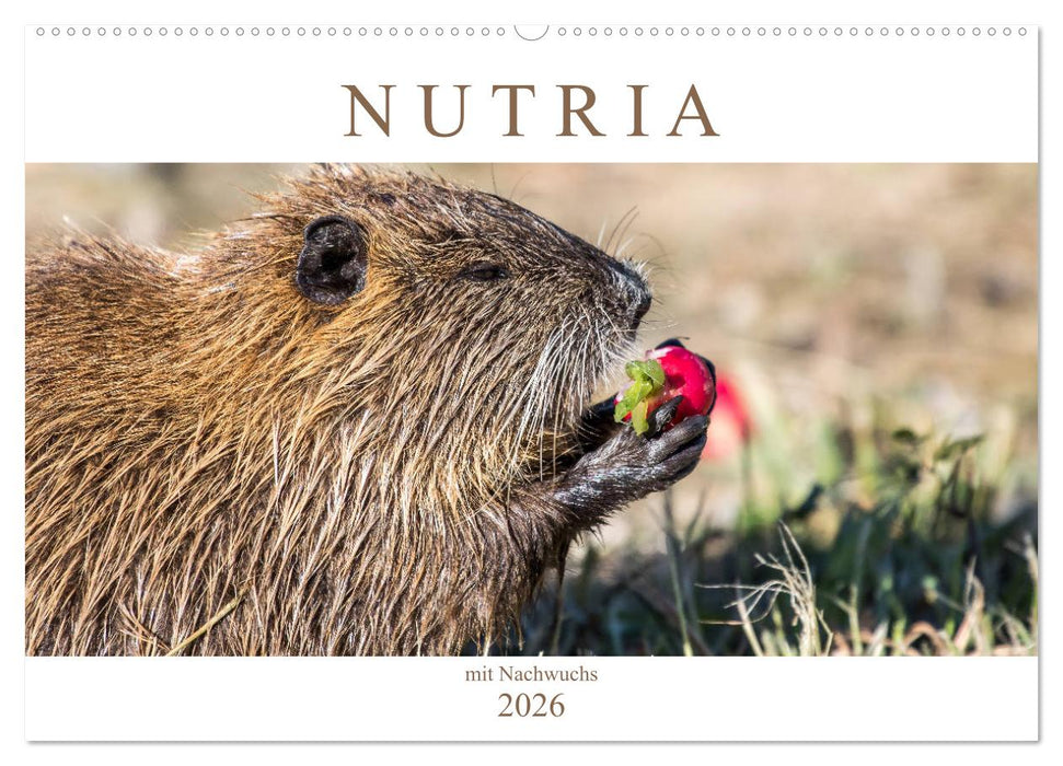 NUTRIA mit Nachwuchs (CALVENDO Wandkalender 2026)