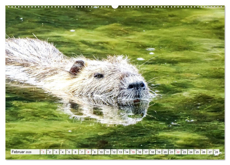 NUTRIA mit Nachwuchs (CALVENDO Wandkalender 2026)